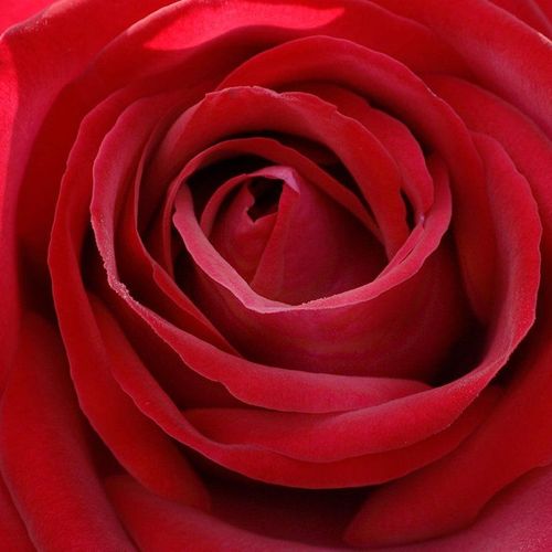 Online rózsa vásárlás - Vörös - climber, futó rózsa - intenzív illatú rózsa - Rosa Edith Piaf® Gpt - William J. Radler - Illatos, élénkvörös, teahibrid virágú futó rózsa.